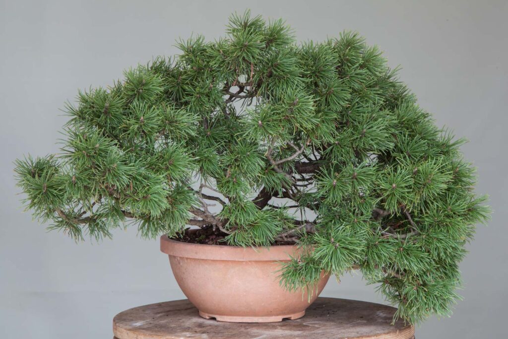 PINUS MUGO 543 – Meleda Bonsai Shop