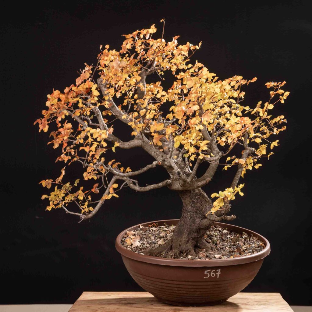 567 ACER MONSPESSULANUM – Meleda Bonsai Shop