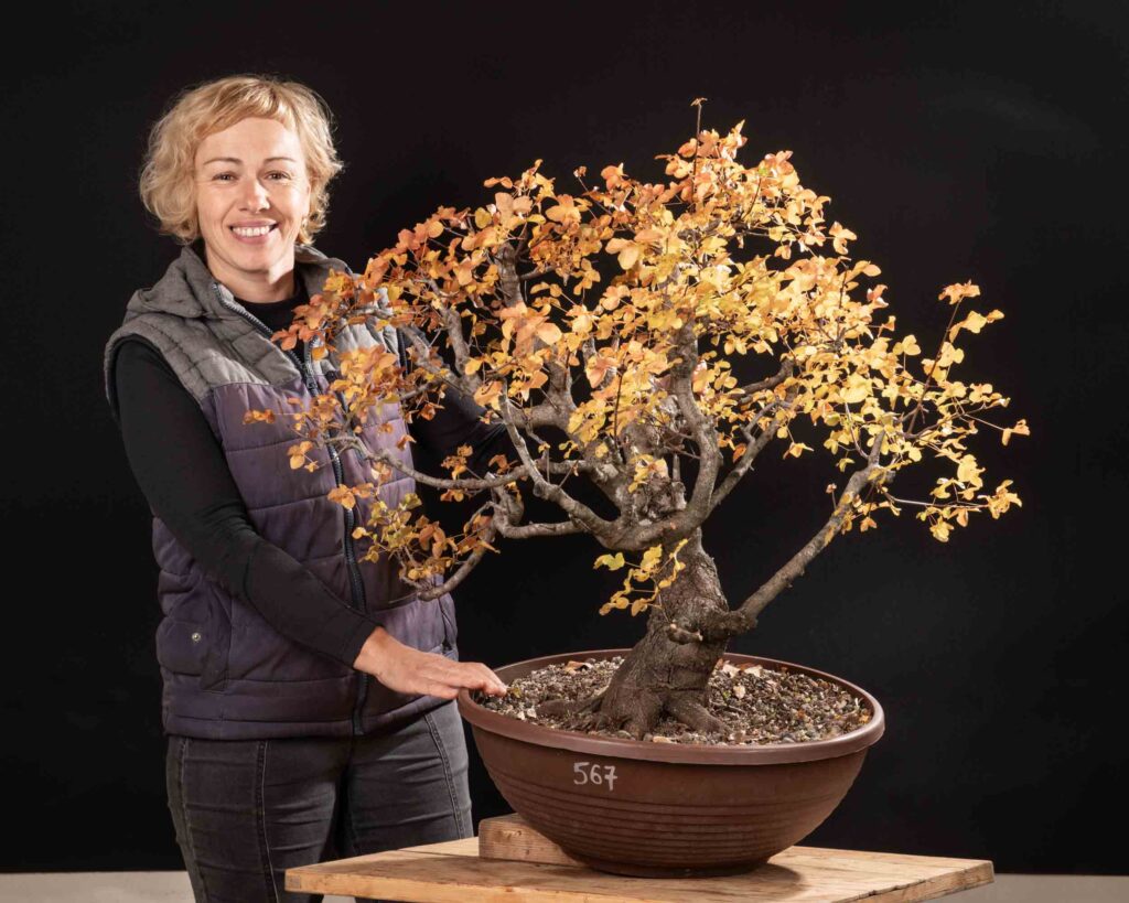 567 ACER MONSPESSULANUM – Meleda Bonsai Shop