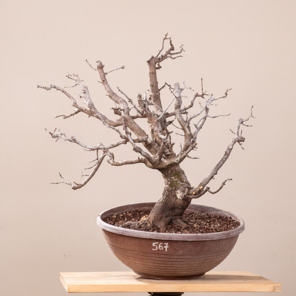 567 ACER MONSPESSULANUM – Meleda Bonsai Shop