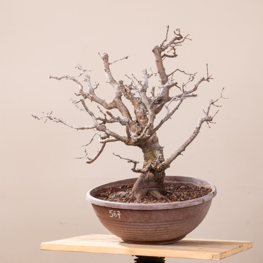 567 ACER MONSPESSULANUM – Meleda Bonsai Shop