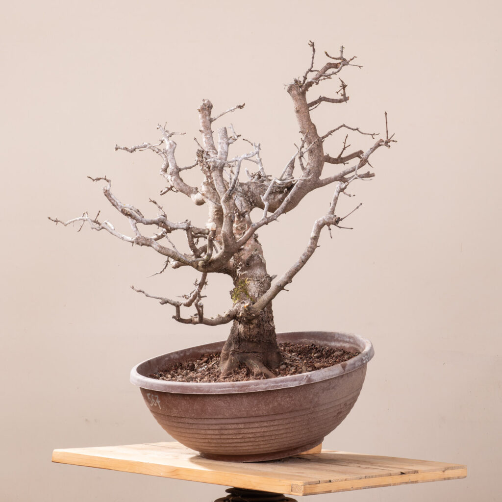 567 ACER MONSPESSULANUM – Meleda Bonsai Shop
