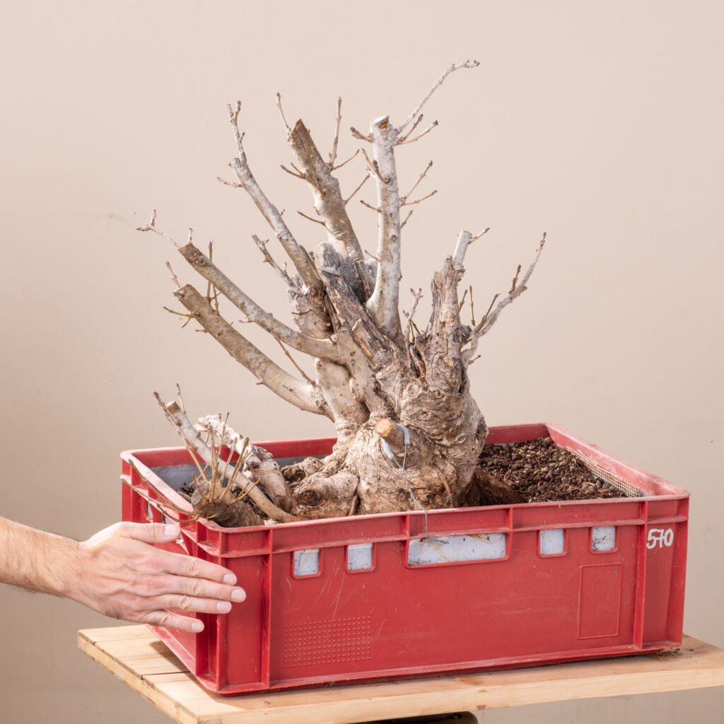 570 FRAXINUS ORNUS – Meleda Bonsai Shop