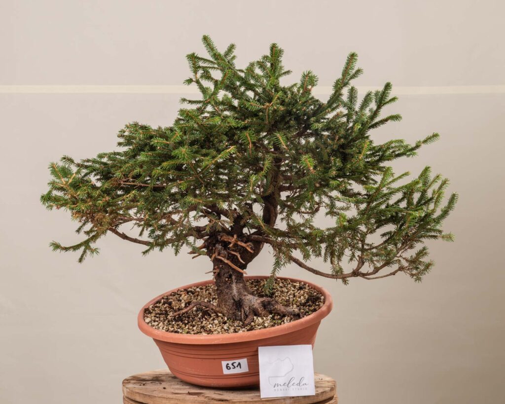 BONSAI出品 651 PICEA ABIES – Meleda Bonsai Shop