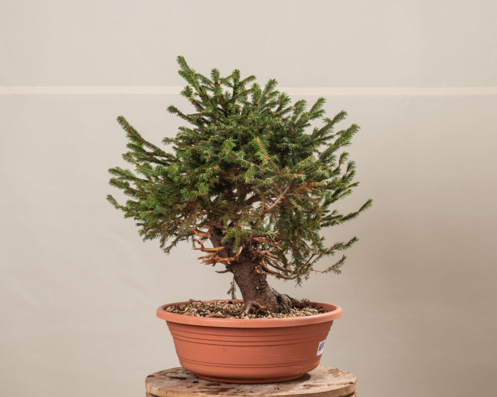 sweet plum bonsai Sweet Plum Styled Import (Sageretta Theezan) main image 1