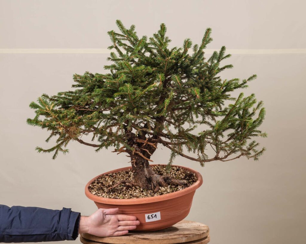 651 PICEA ABIES – Meleda Bonsai Shop
