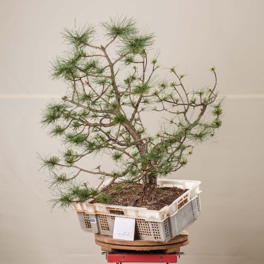 653 PINUS NIGRA  Meleda Bonsai Shop