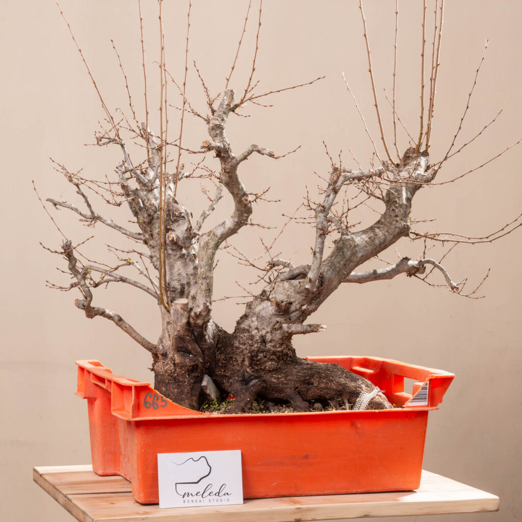 665 CARPINUS ORIENTALIS – Meleda Bonsai Shop