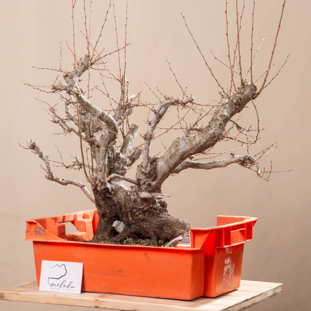 665 CARPINUS ORIENTALIS – Meleda Bonsai Shop