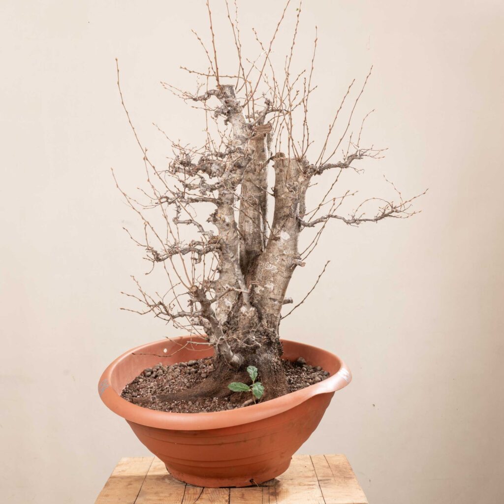 698 CARPINUS ORIENTALIS – Meleda Bonsai Shop