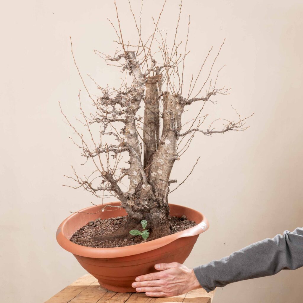 698 CARPINUS ORIENTALIS – Meleda Bonsai Shop