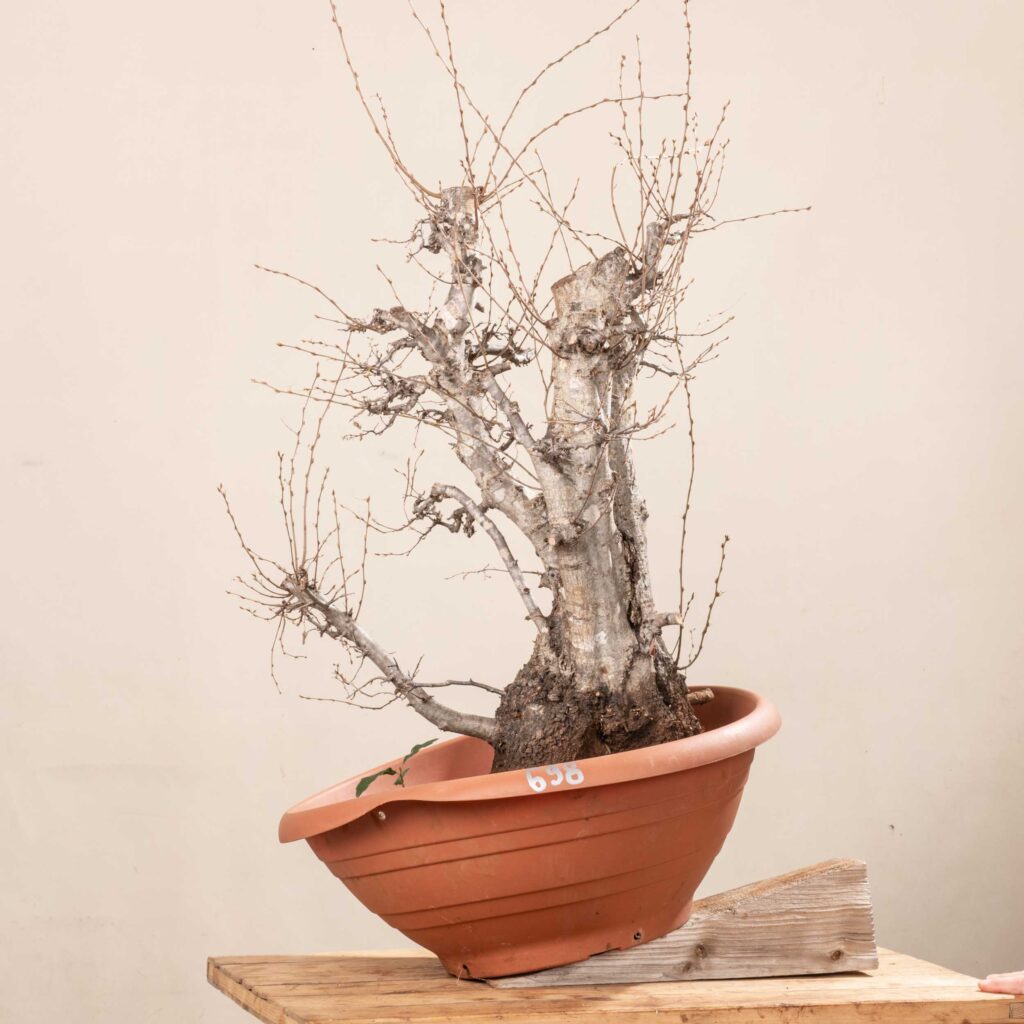 698 CARPINUS ORIENTALIS – Meleda Bonsai Shop