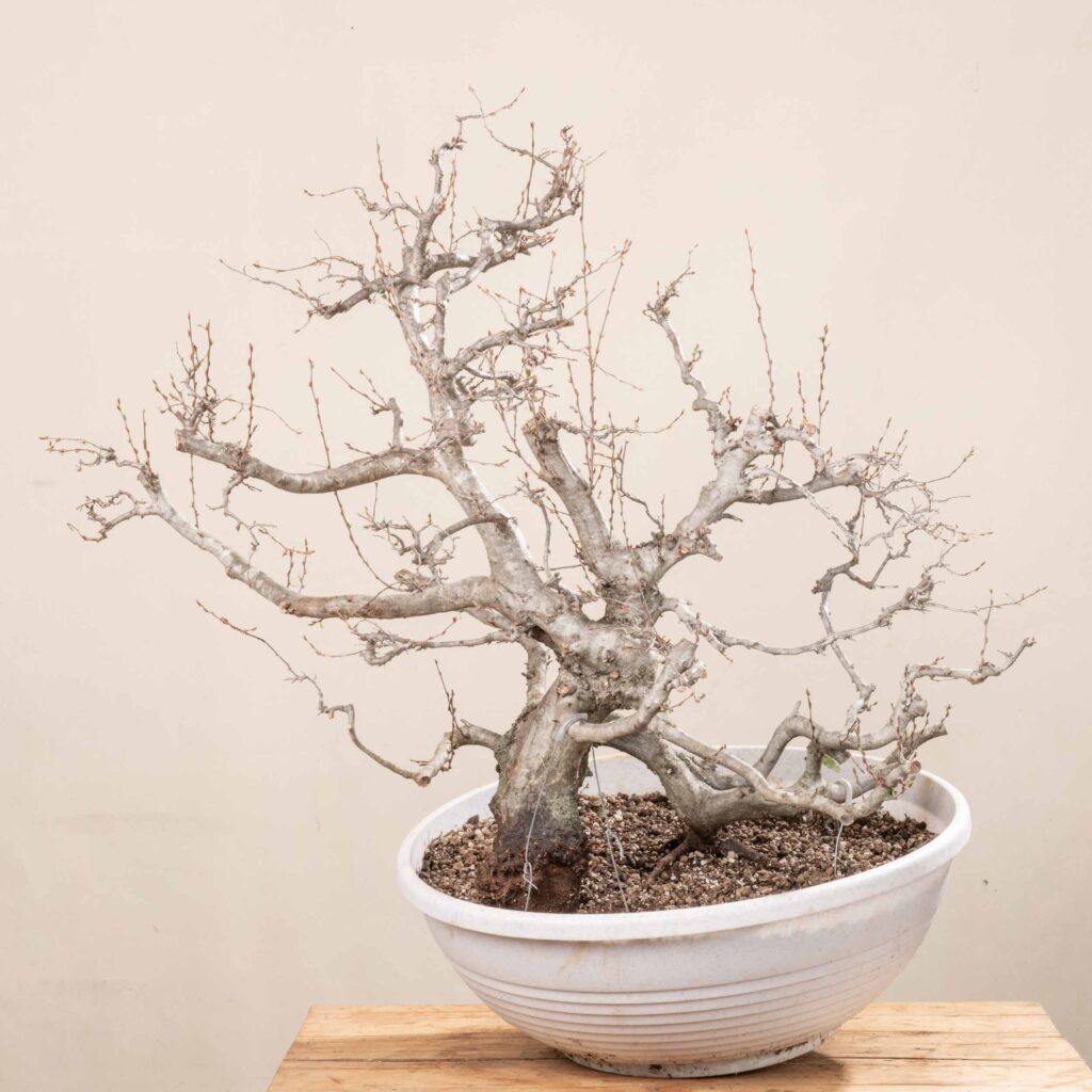 pot size for bonsai Green Paradise® Ceramic Pot Size 14'' Oval Shape for Bonsai Trees Succ –  GreenParadiseLive