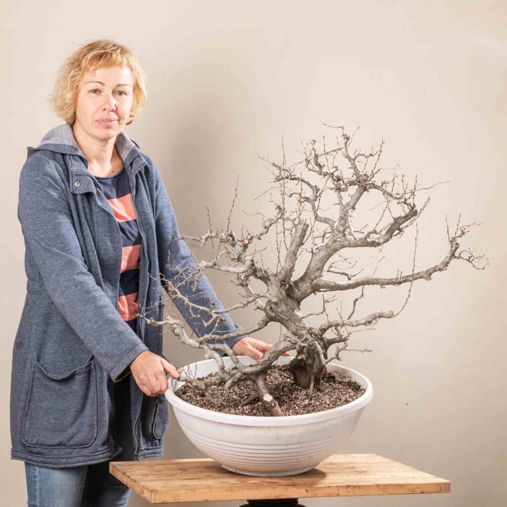 699 CARPINUS ORIENTALIS – Meleda Bonsai Shop