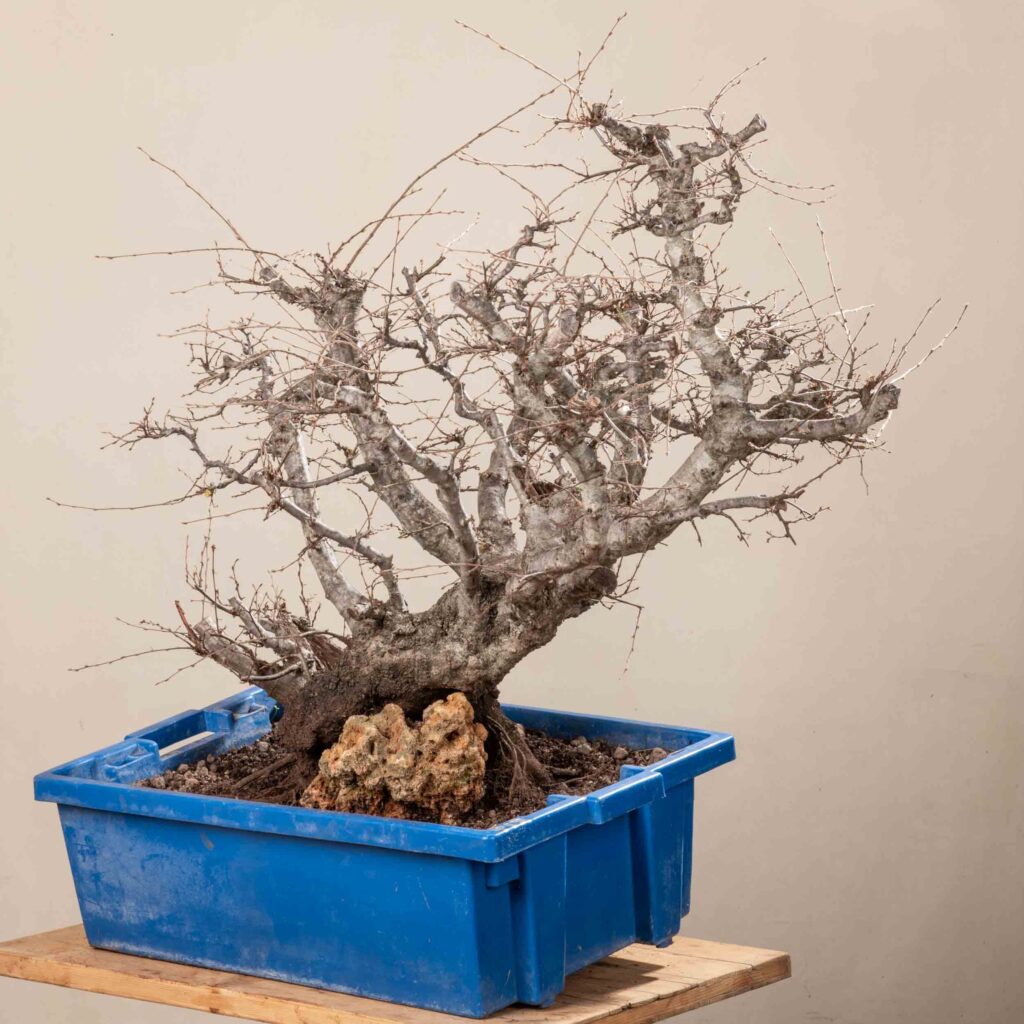 719 CARPINUS ORIENTALIS  Meleda Bonsai Shop