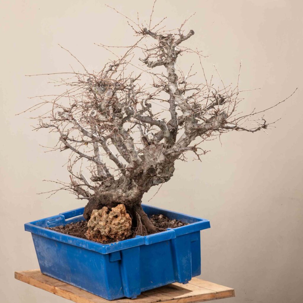 719 CARPINUS ORIENTALIS – Meleda Bonsai Shop