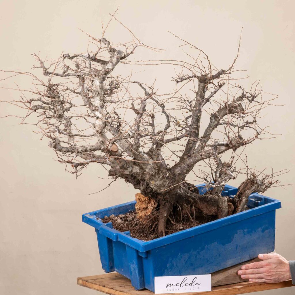 719 CARPINUS ORIENTALIS – Meleda Bonsai Shop