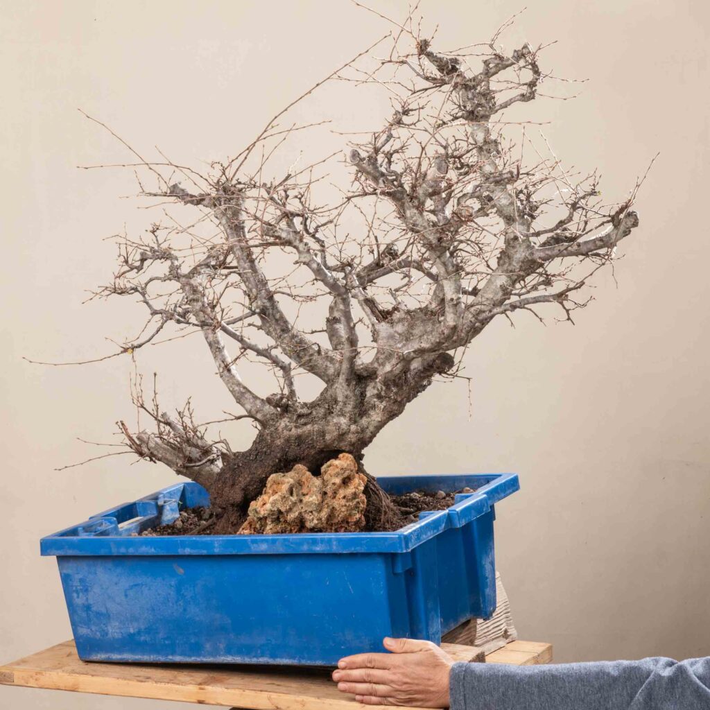 719 CARPINUS ORIENTALIS – Meleda Bonsai Shop