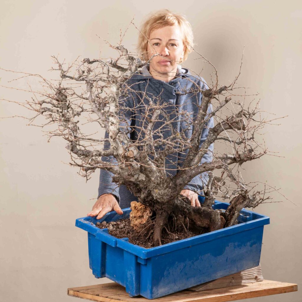 719 CARPINUS ORIENTALIS – Meleda Bonsai Shop