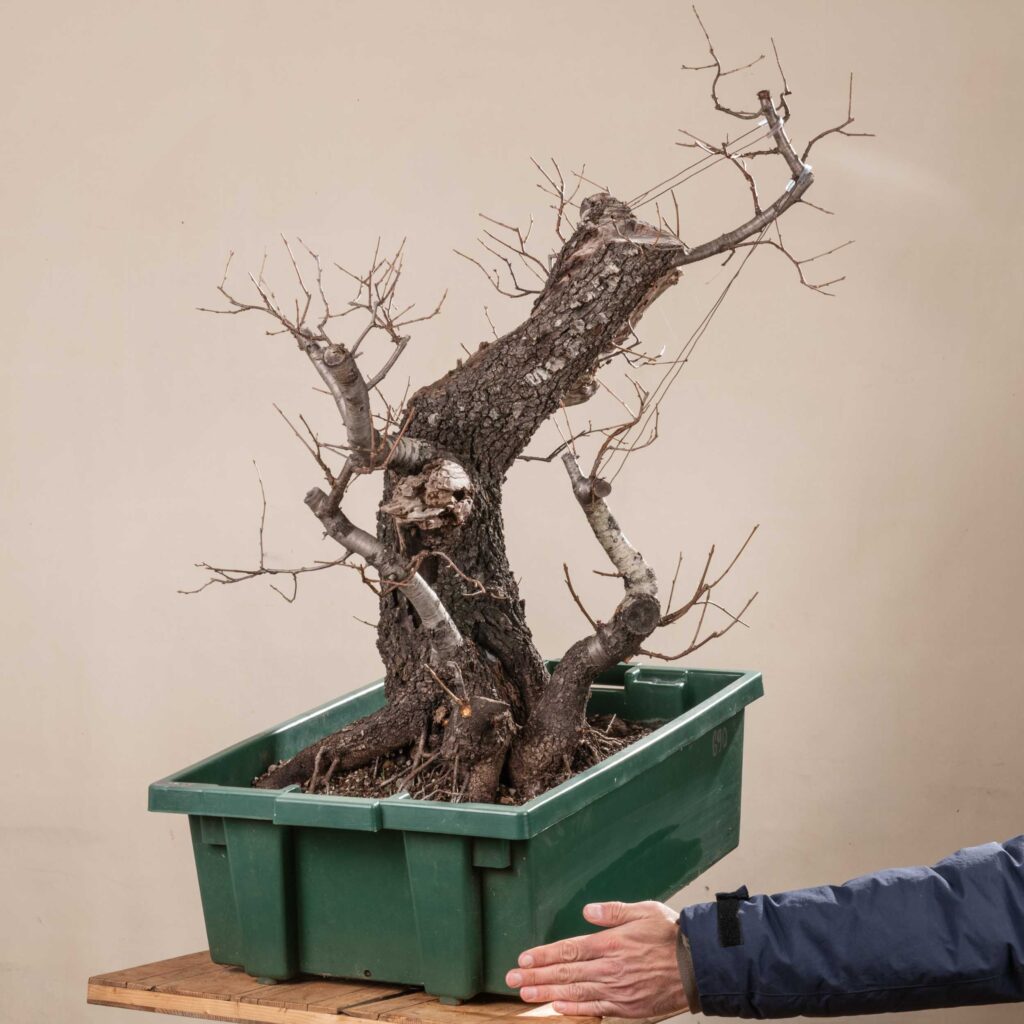 690 PRUNUS MAHALEB  Meleda Bonsai Shop