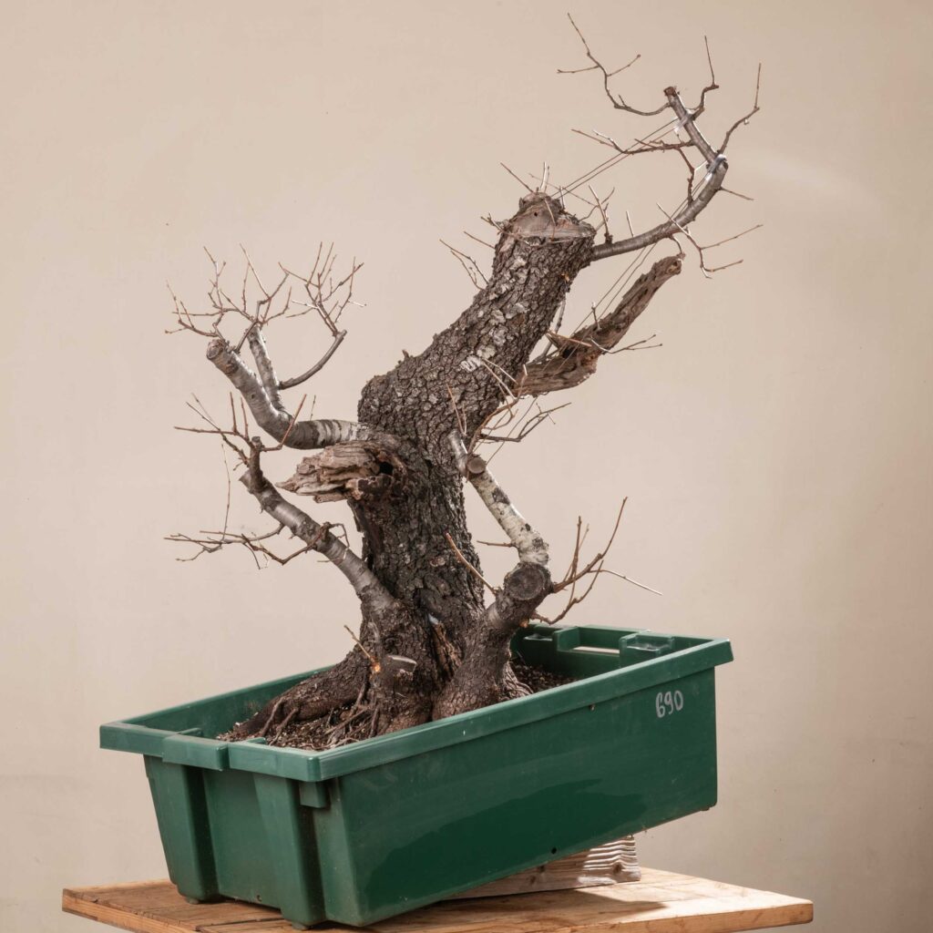 690 PRUNUS MAHALEB  Meleda Bonsai Shop