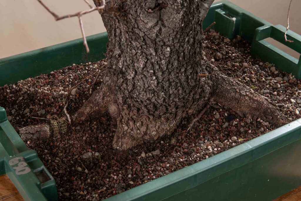 690 PRUNUS MAHALEB – Meleda Bonsai Shop